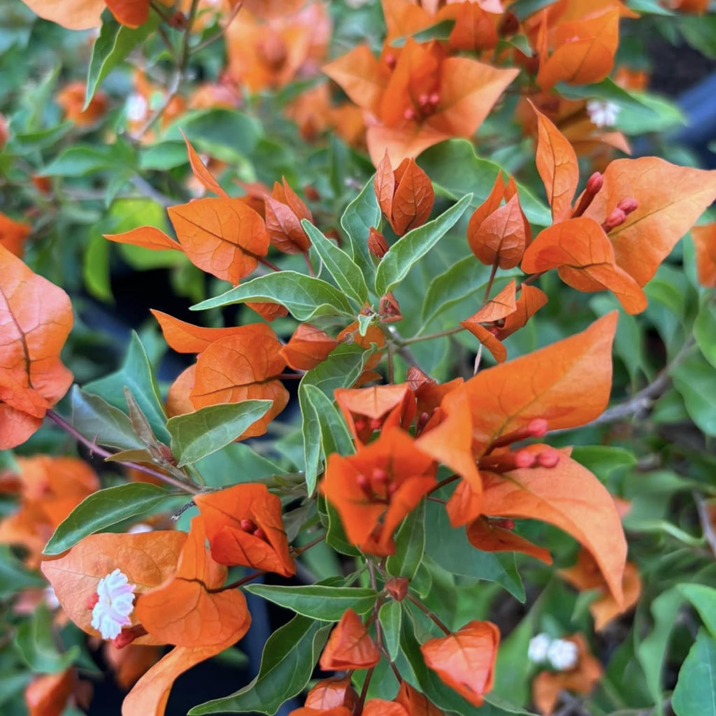 Orange Bougainvillea Live Plants U461