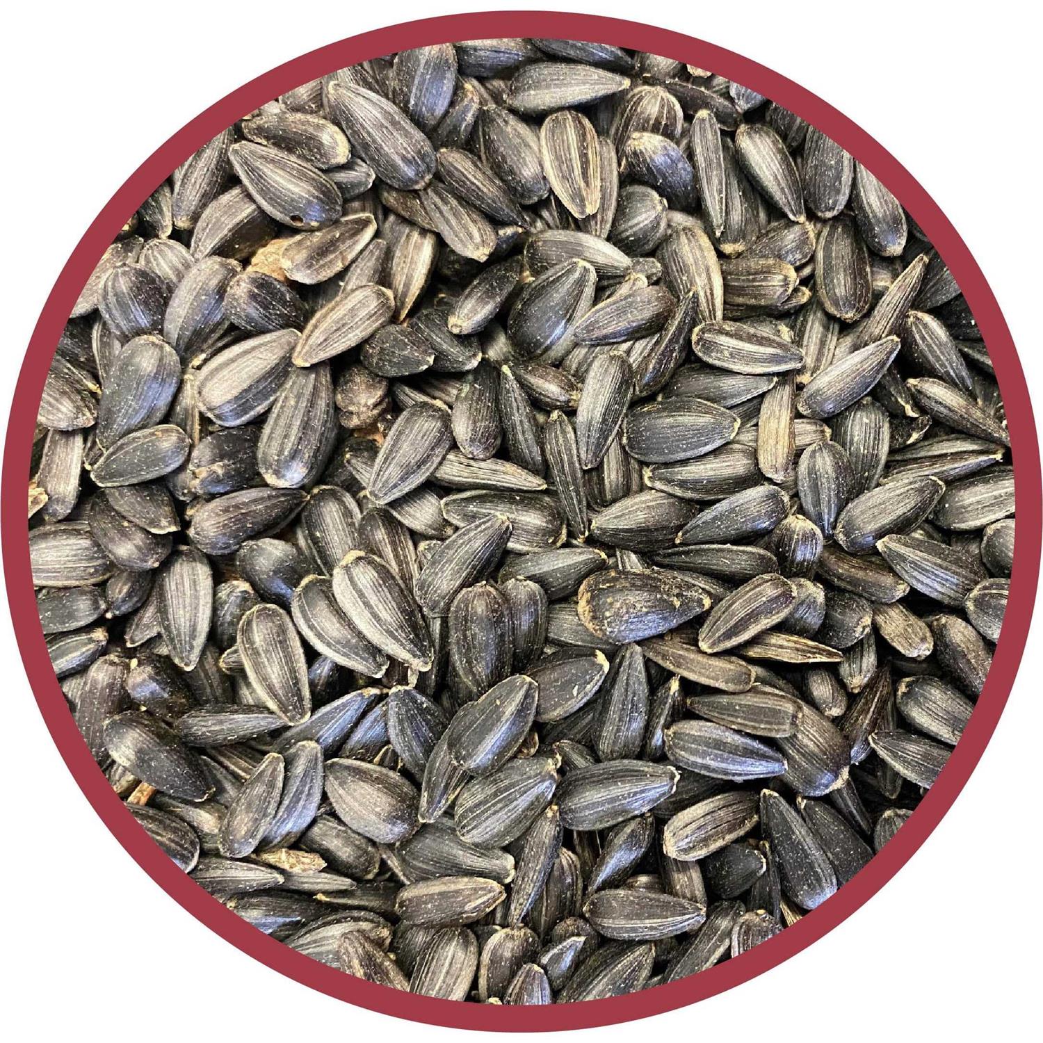 Black Oil Sunflower Seed Wild Bird Feed B255665