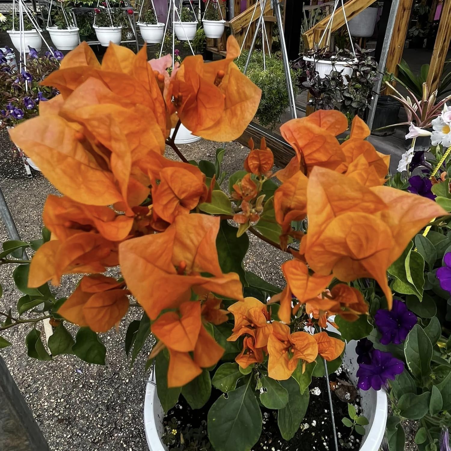 Orange Bougainvillea Live Plants U461