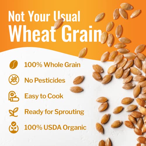 43 lbs Organic Hard White Wheat Berries O57232