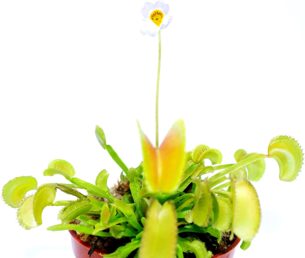 Venus Flytrap Butterwort Combo Live Carnivorous Plants W5811