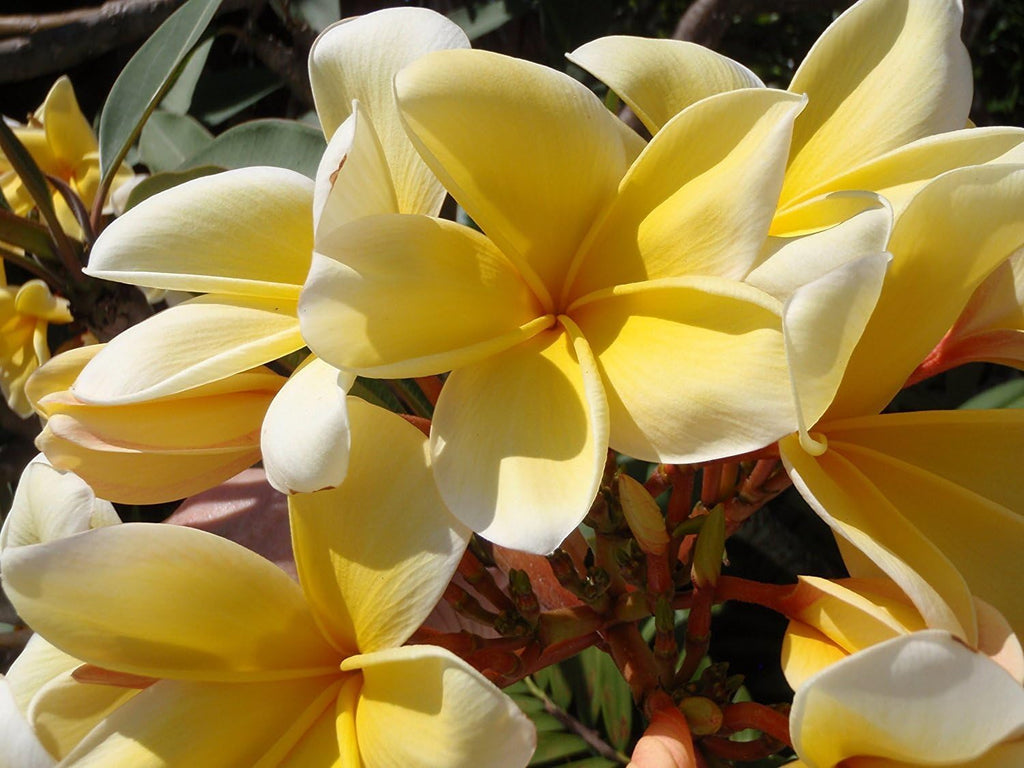 Yellow Plumeria Plant Cutting V2328