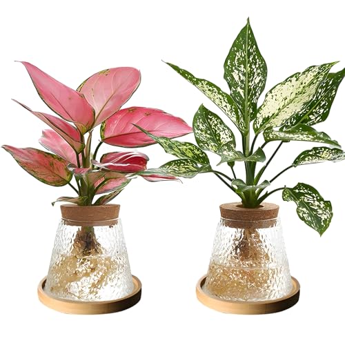 2 Pcs Separated Desktop Plant Terrarium with Wood Lid, Glass Plants Propagation Station P236