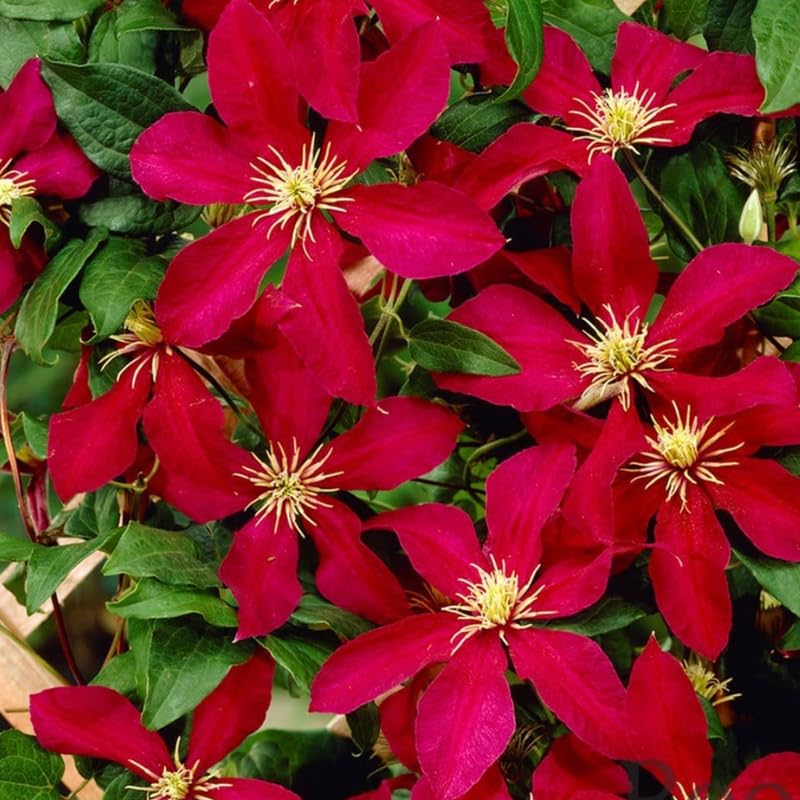 Red Clematis Vine Plant Live, 2.5 Inc Pot Q31888