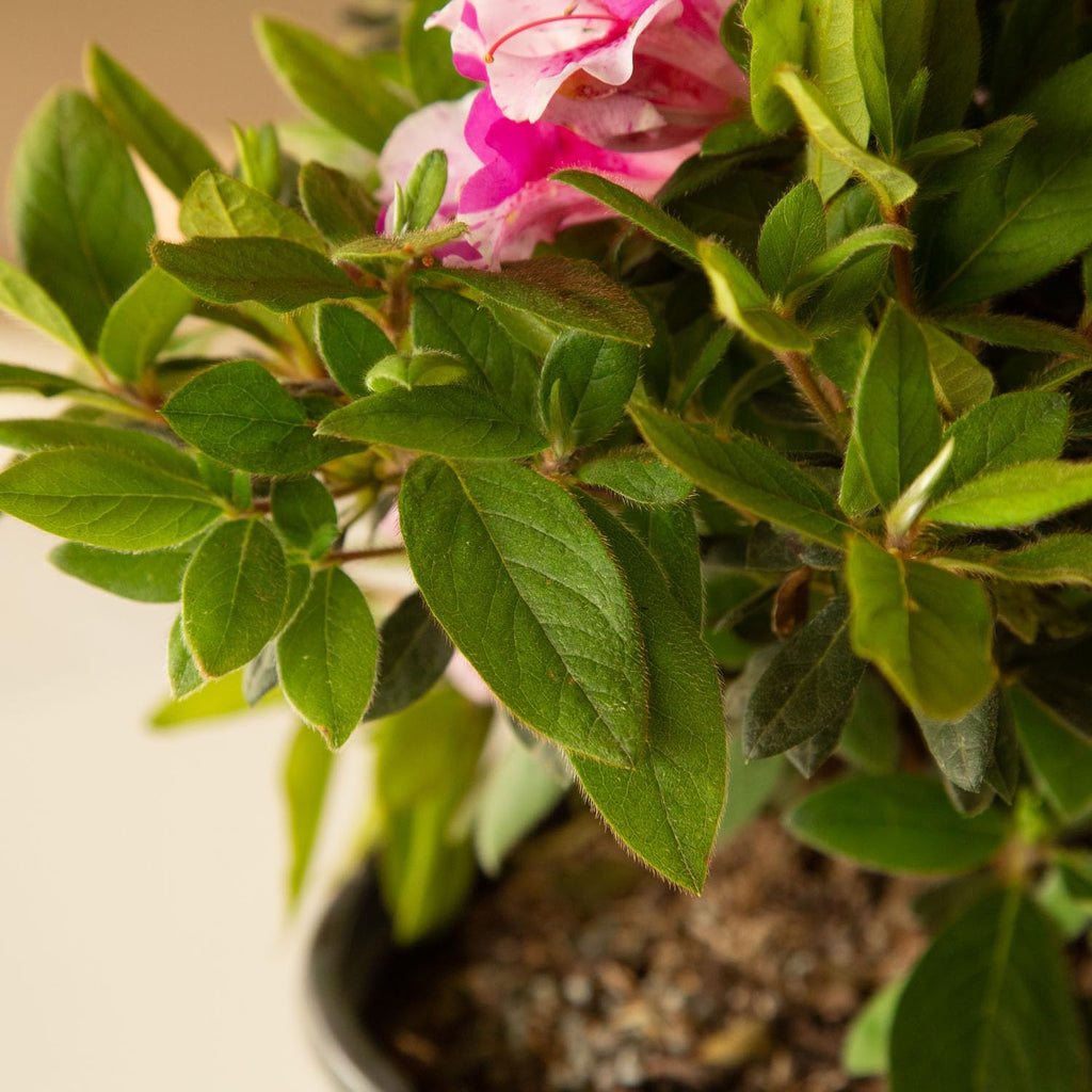 Pink Flowering Shrub S3285