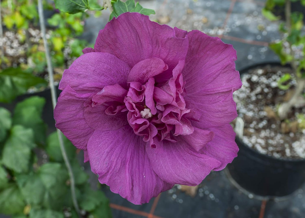 4.5 in. Quart Magenta Chiffon Rose of Sharon Live Plant H682321