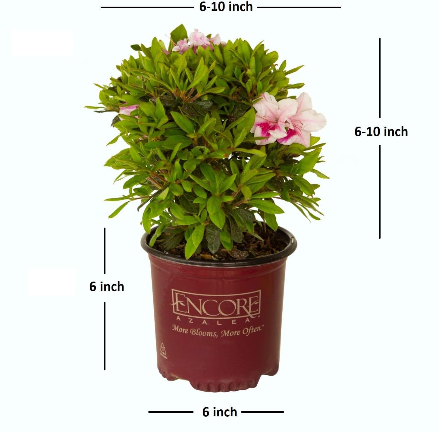 Pink Flowering Shrub S3285