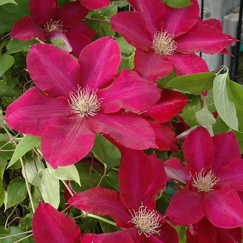 Red Clematis Vine Plant Live, 2.5 Inc Pot Q31888