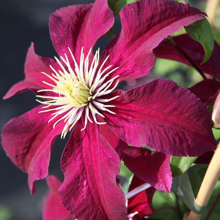 Red Clematis Vine Plant Live, 2.5 Inc Pot Q31888