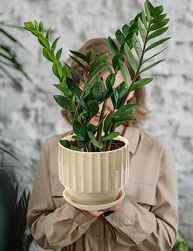 6 inch Set of 2 Ceramic Plant Pots with Drainage Hole and Saucer, Creamy White I81772