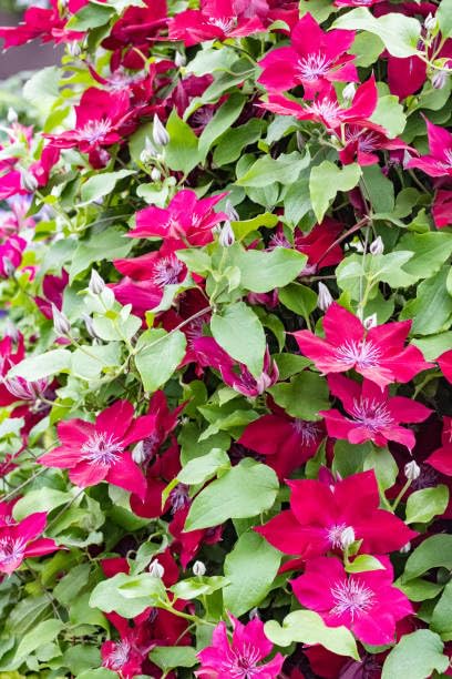 Red Clematis Vine Plant Live, 2.5 Inc Pot Q31888