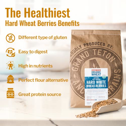 43 lbs Organic Hard White Wheat Berries O57232
