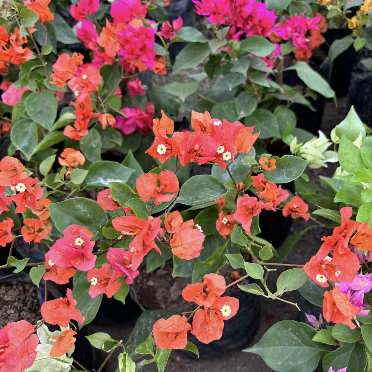 Orange Bougainvillea Live Plants U461
