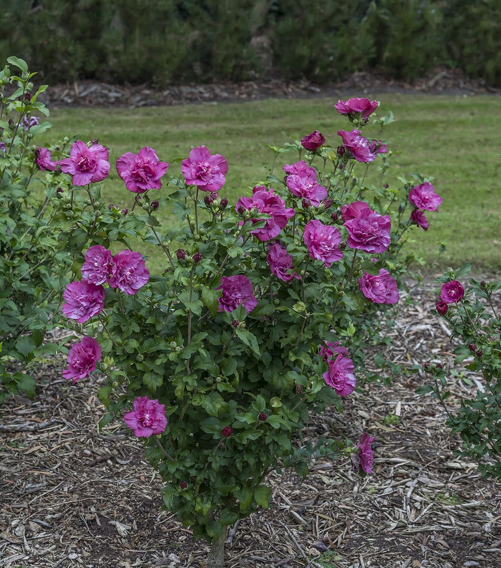 4.5 in. Quart Magenta Chiffon Rose of Sharon Live Plant H682321