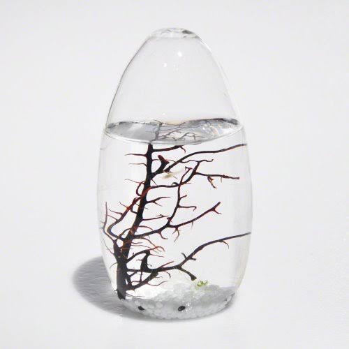 Small Pod Closed Aquatic Ecosystem L672352