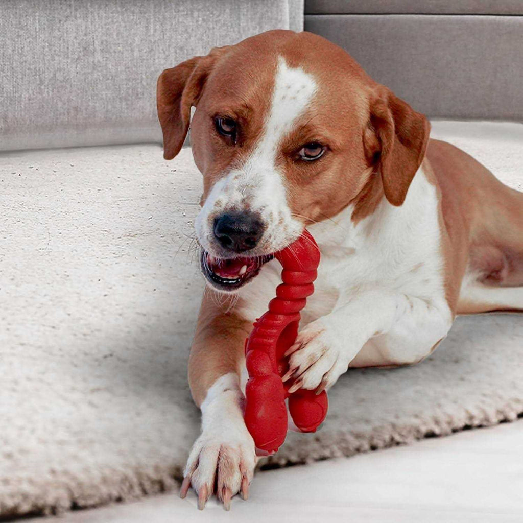 Power Chew Lobster Dog Toy Filet Mignon Q454366