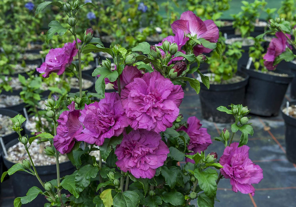 4.5 in. Quart Magenta Chiffon Rose of Sharon Live Plant H682321