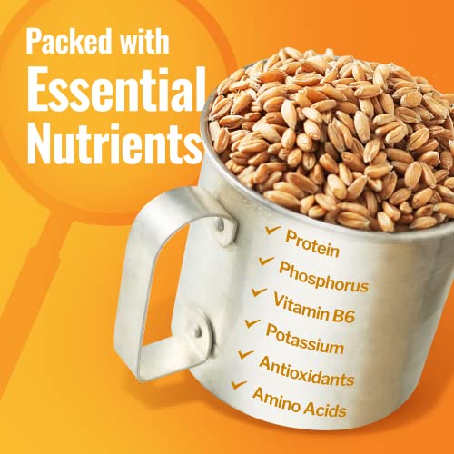 43 lbs Organic Hard White Wheat Berries O57232