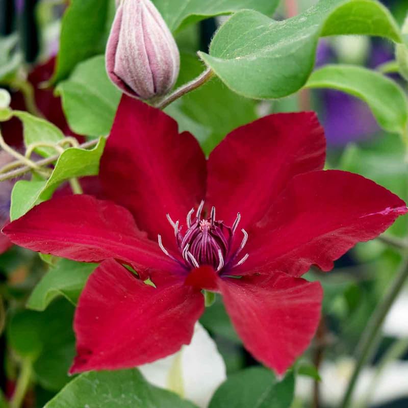 Red Clematis Vine Plant Live, 2.5 Inc Pot Q31888