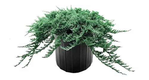 2 Extra Large 3 Gallon Evergreen Shrubs D74808