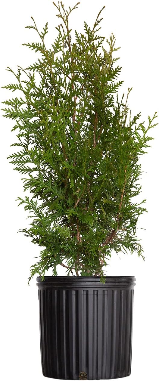 2.5 Gallon Evergreen Thuja Tree U438