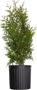 2.5 Gallon Evergreen Thuja Tree U438