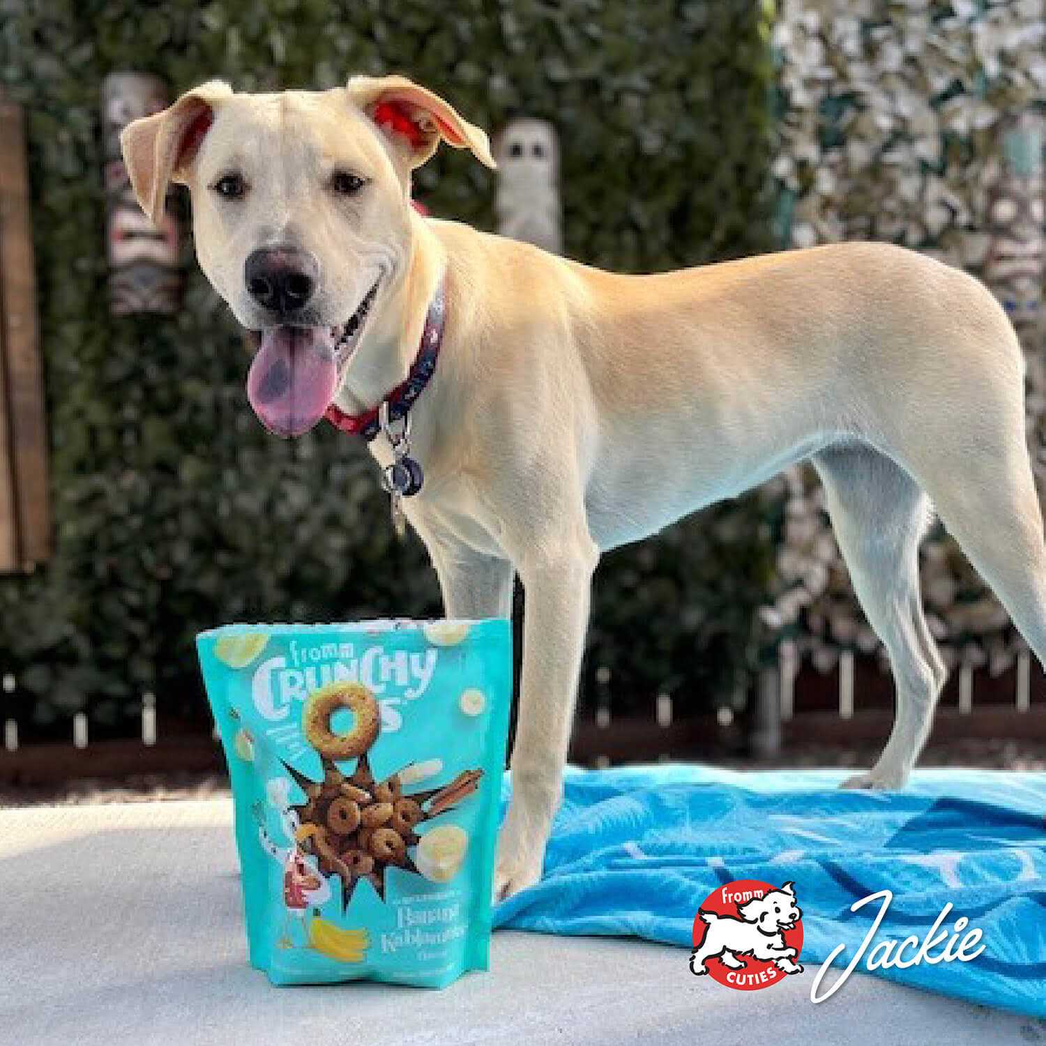 Crunchy O's Dog Treats N2442