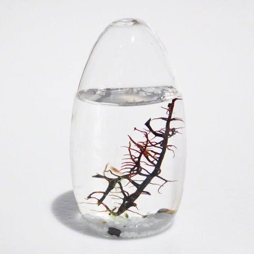 Small Pod Closed Aquatic Ecosystem L672352