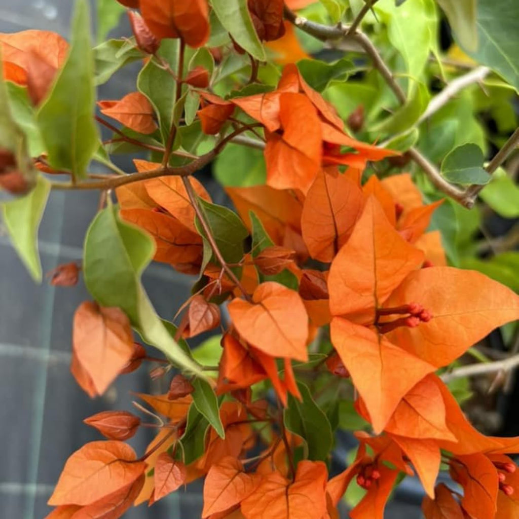 Orange Bougainvillea Live Plants U461