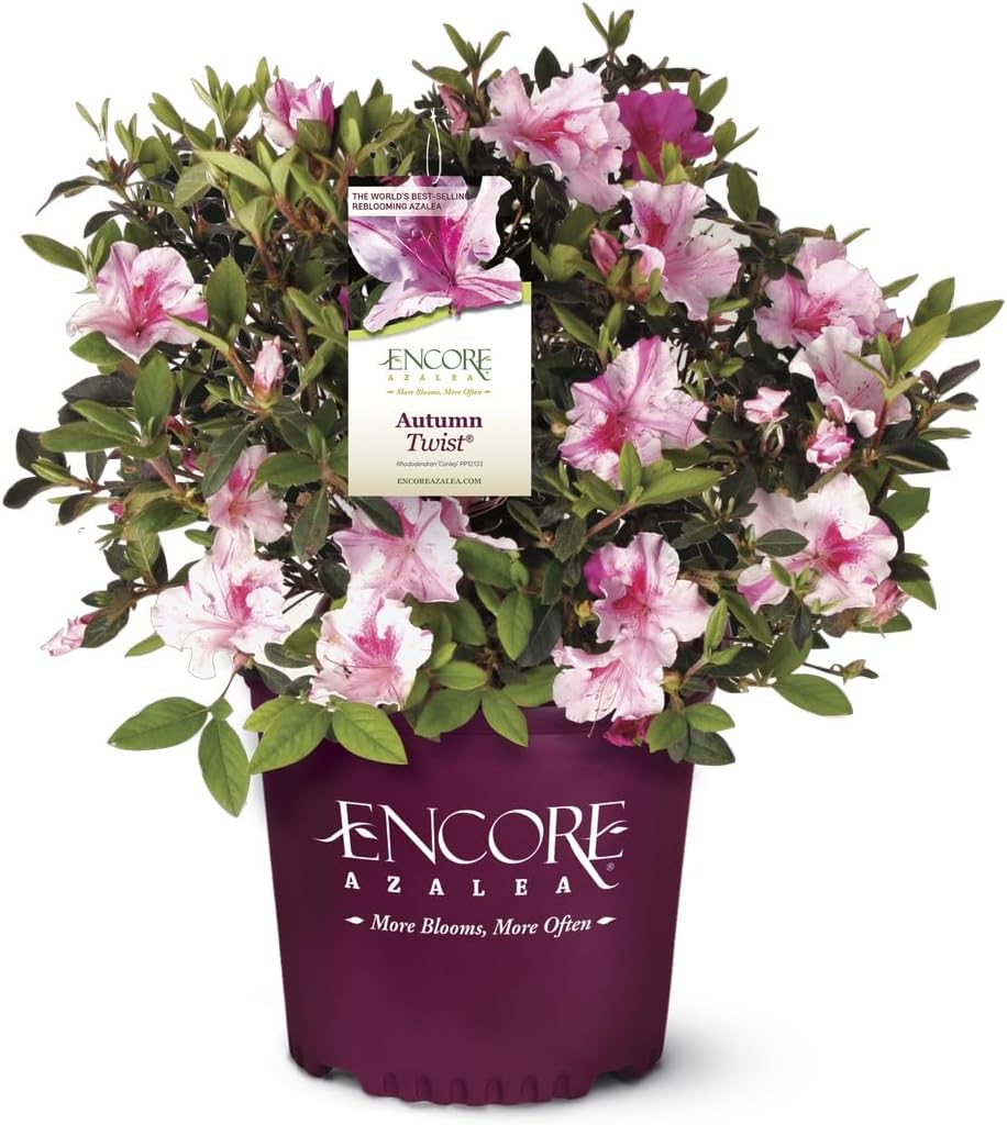 Pink Flowering Shrub S3285