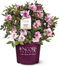 Pink Flowering Shrub S3285