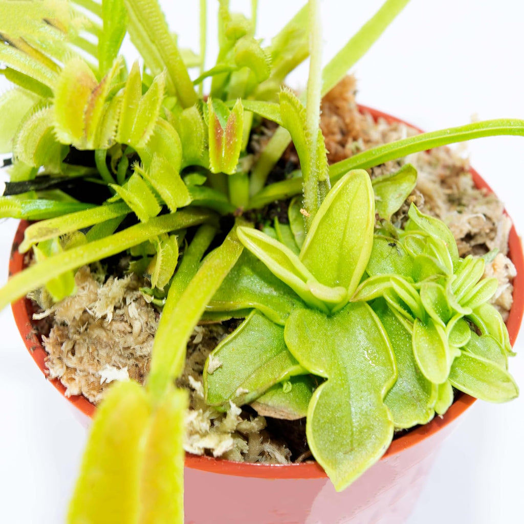 Venus Flytrap Butterwort Combo Live Carnivorous Plants W5811