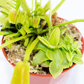 Venus Flytrap Butterwort Combo Live Carnivorous Plants W5811