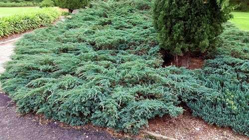2 Extra Large 3 Gallon Evergreen Shrubs D74808