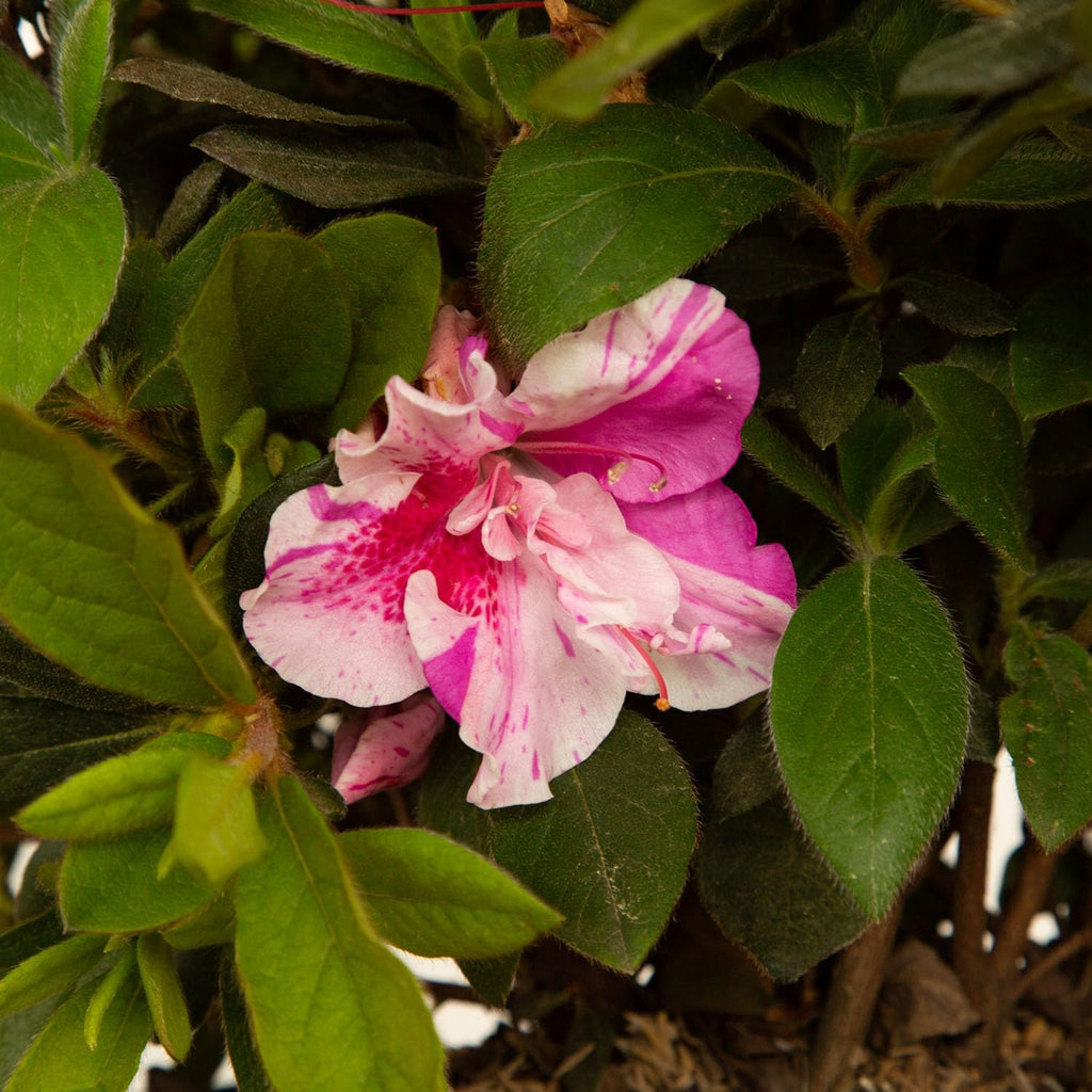 Pink Flowering Shrub S3285