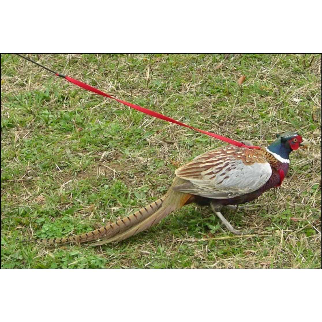 Bird Harness and Leash N638
