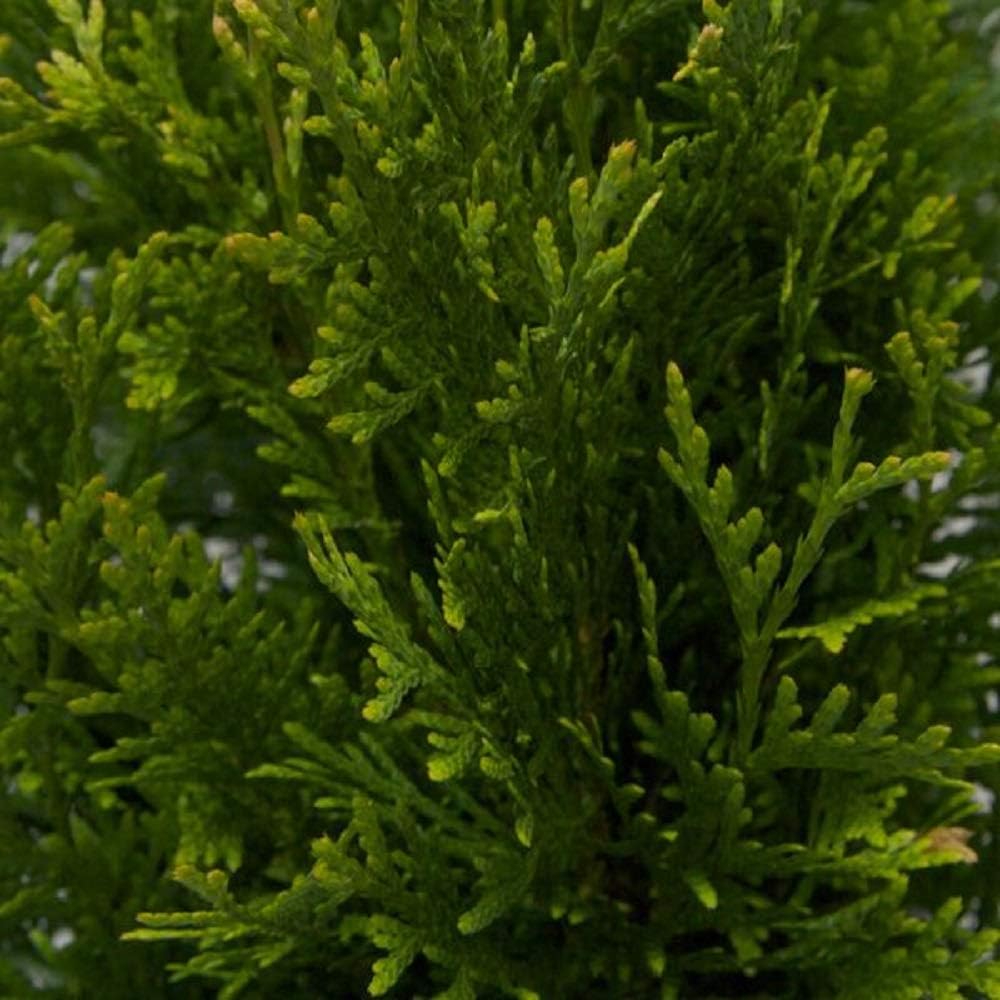 2.5 Gallon Evergreen Thuja Tree U438