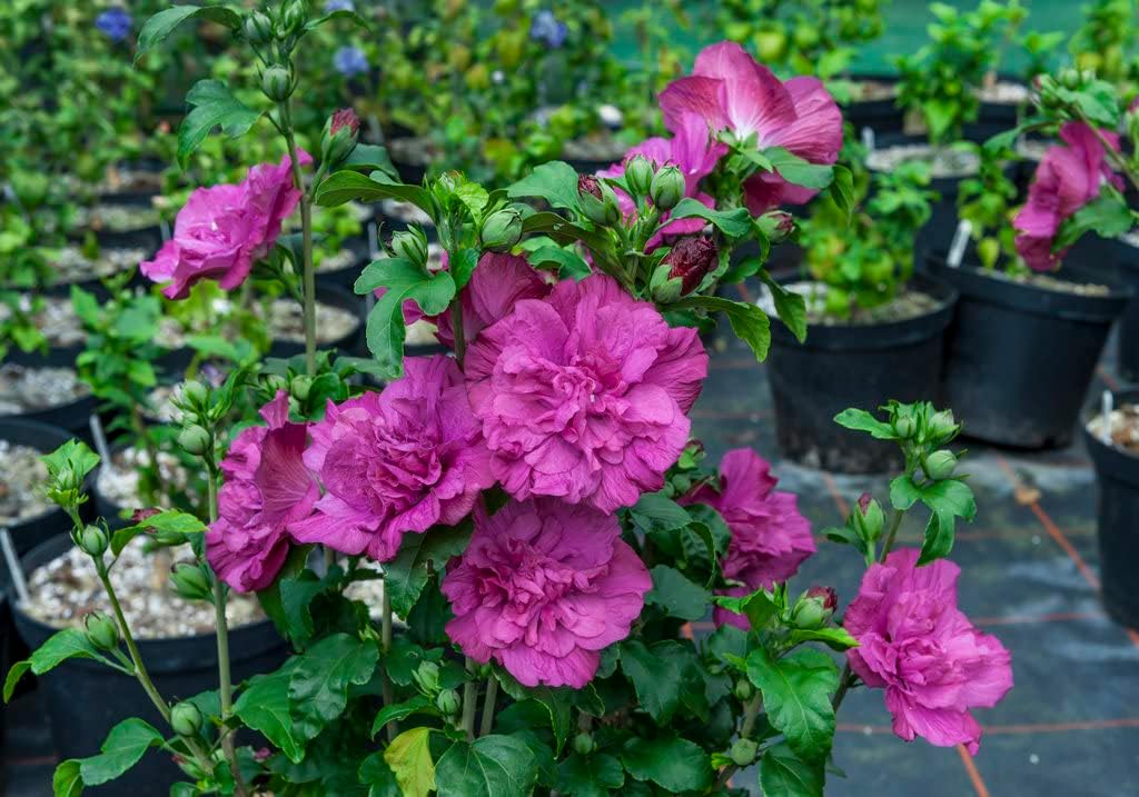 4.5 in. Quart Magenta Chiffon Rose of Sharon Live Plant H682321