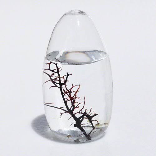 Small Pod Closed Aquatic Ecosystem L672352