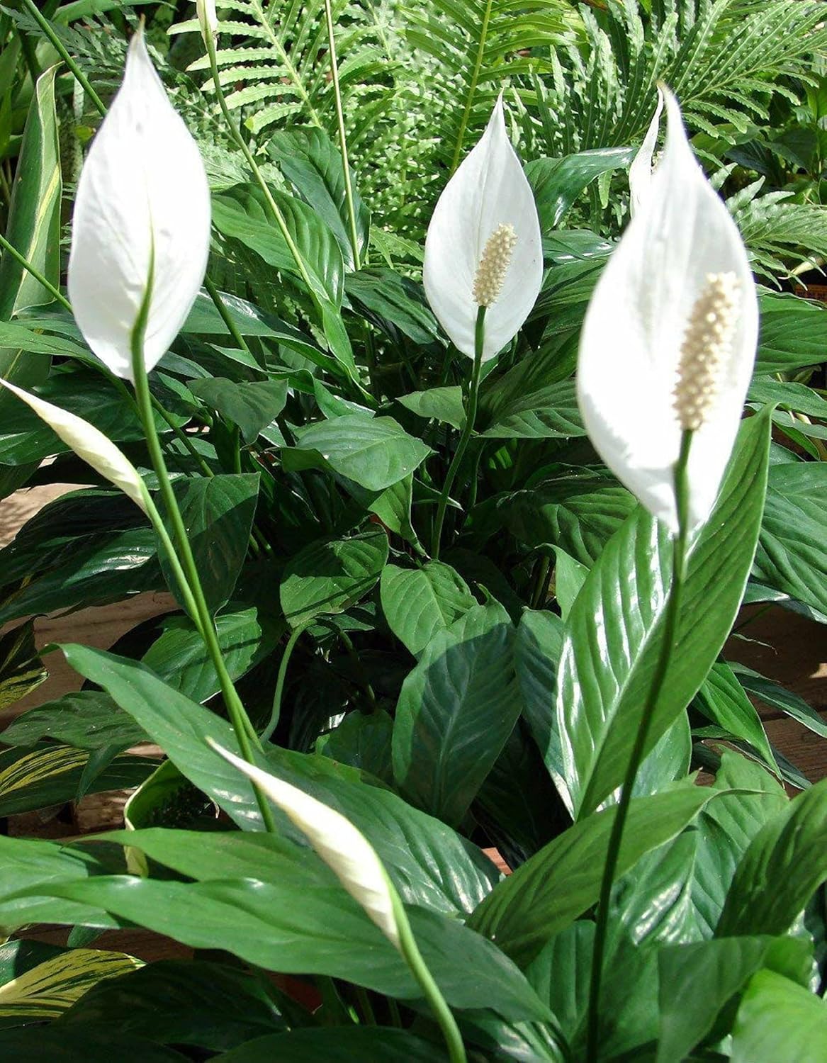 Peace Lily Plant 8" Pot D1445