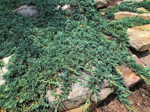 2 Extra Large 3 Gallon Evergreen Shrubs D74808