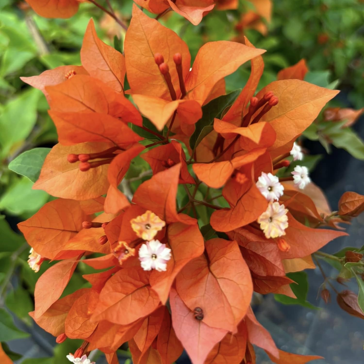 Orange Bougainvillea Live Plants U461