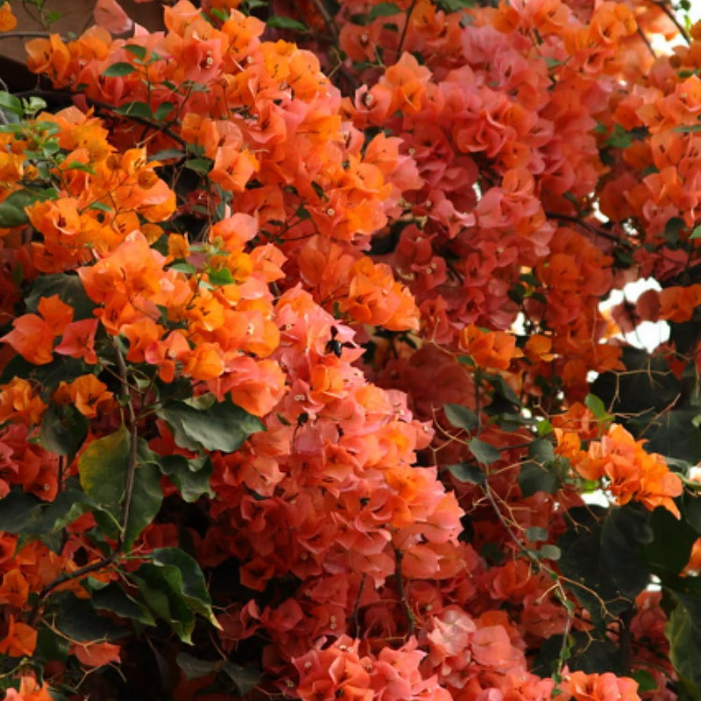 Orange Bougainvillea Live Plants U461
