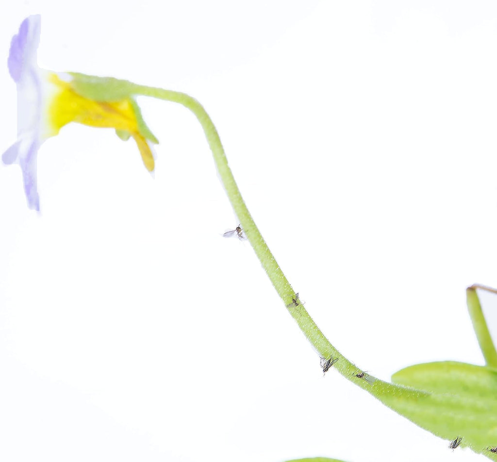 Venus Flytrap Butterwort Combo Live Carnivorous Plants W5811