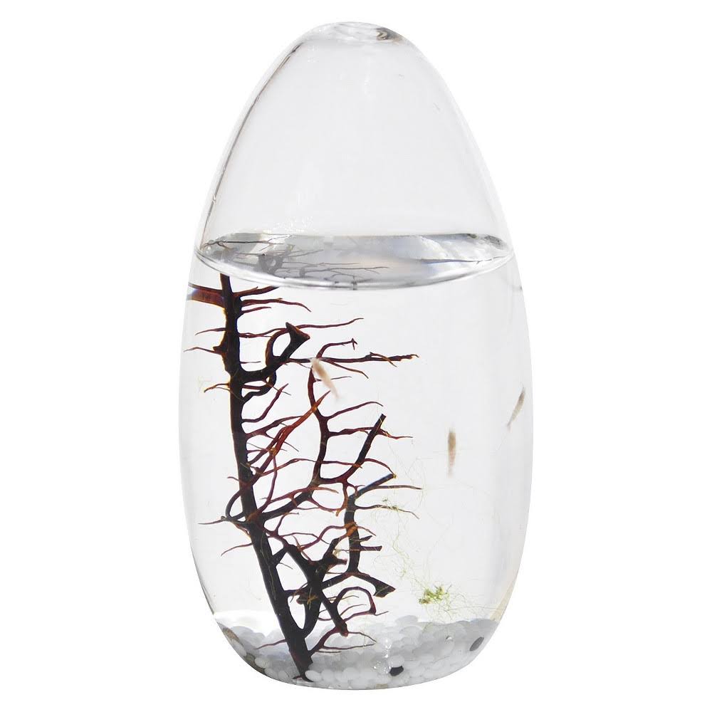 Small Pod Closed Aquatic Ecosystem L672352