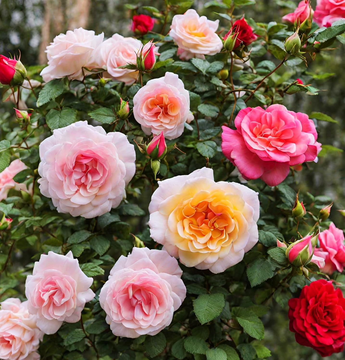 16 Varieties Mixed Color Rose Seeds D6430