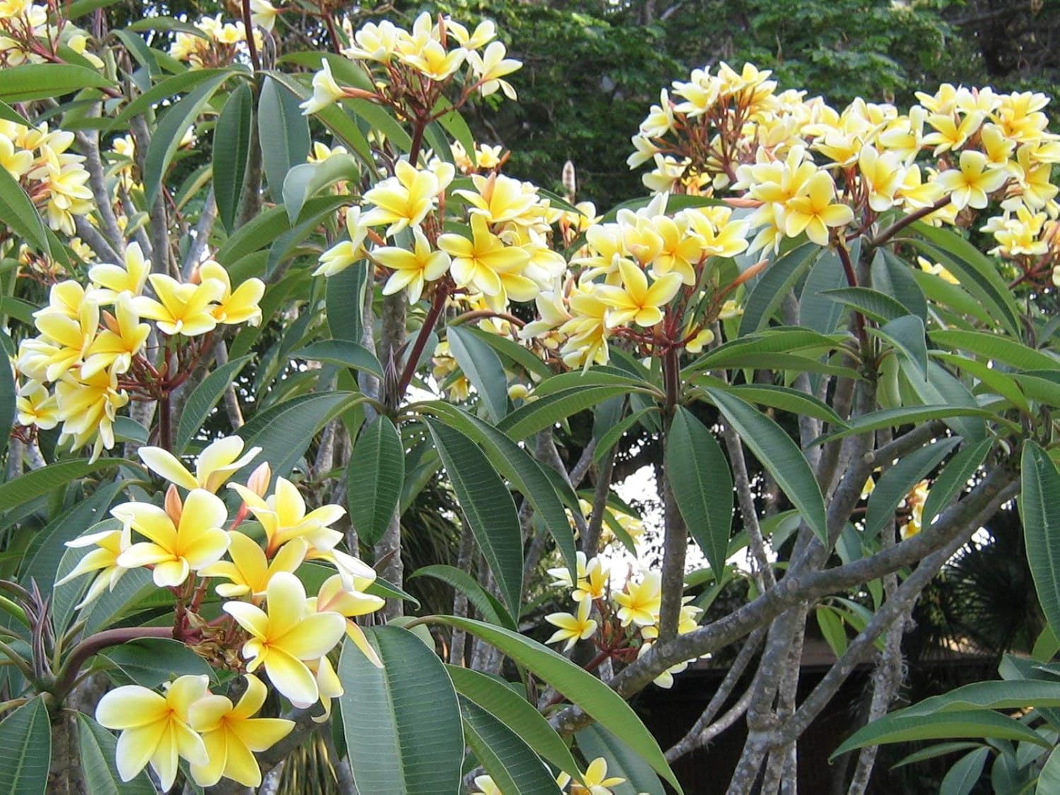 Yellow Plumeria Plant Cutting V2328
