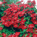 Red Clematis Vine Plant Live, 2.5 Inc Pot Q31888