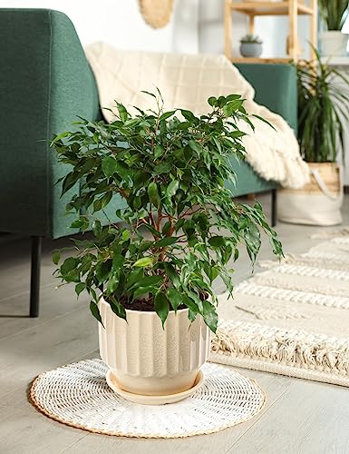 6 inch Set of 2 Ceramic Plant Pots with Drainage Hole and Saucer, Creamy White I81772