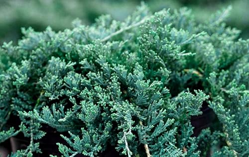 2 Extra Large 3 Gallon Evergreen Shrubs D74808